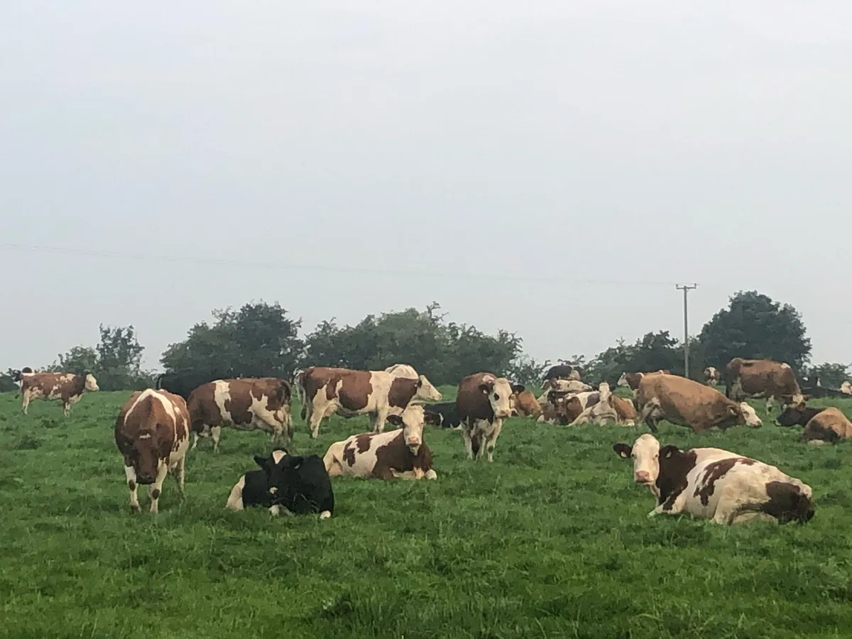 Autumn calving Fleckvieh 2nd calvers - Image 3