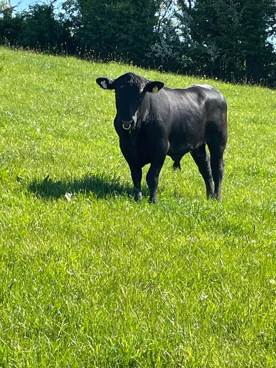 Bull - Image 1