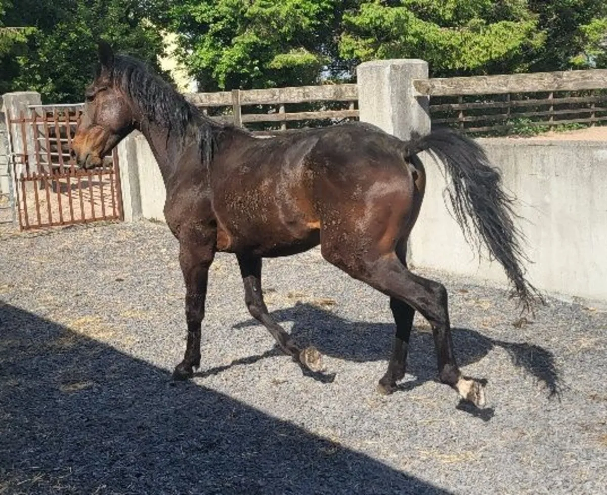 2Year old Irish Sports Horse Geling - Image 1