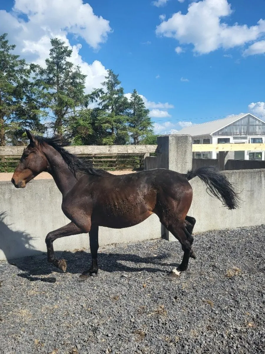 2Year old Irish Sports Horse Geling - Image 2