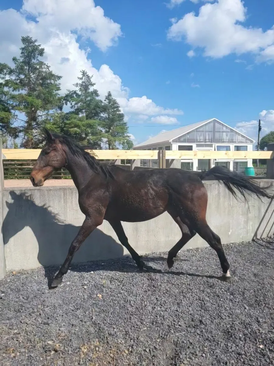 2Year old Irish Sports Horse Geling - Image 3