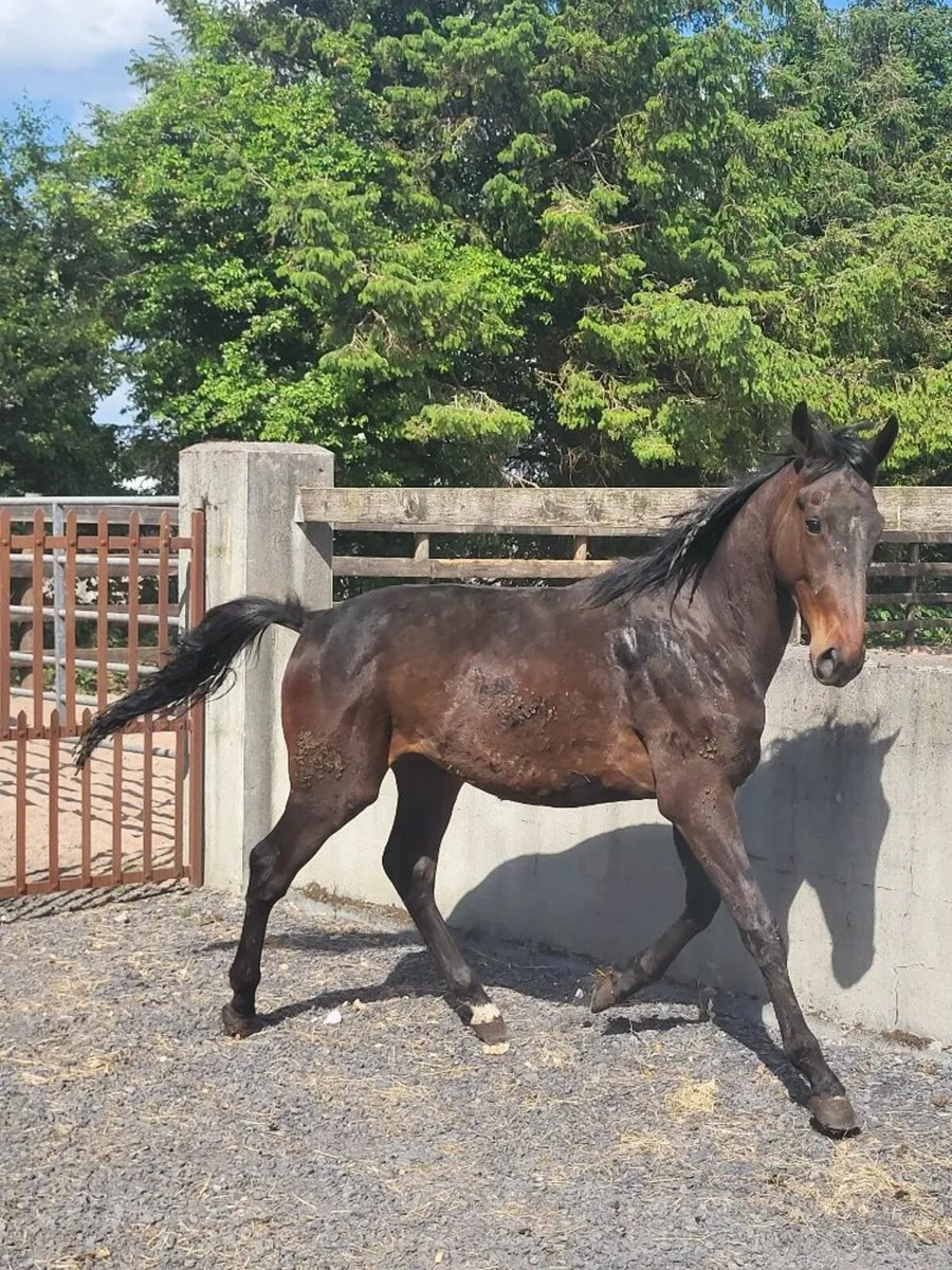 2Year old Irish Sports Horse Geling - Image 4