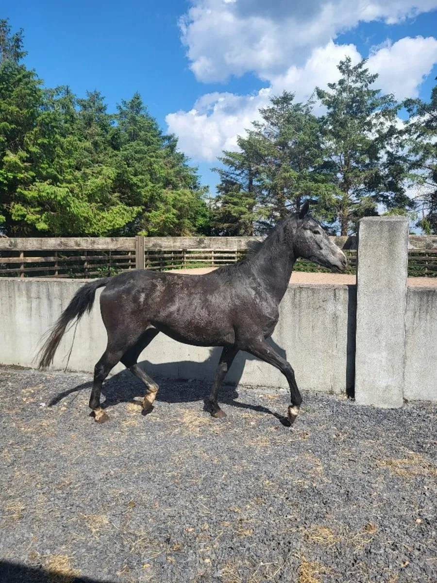 3Year Old Thoroughbred Gelding - Image 1