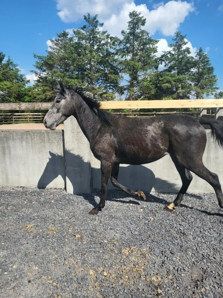 3Year Old Thoroughbred Gelding - Image 2