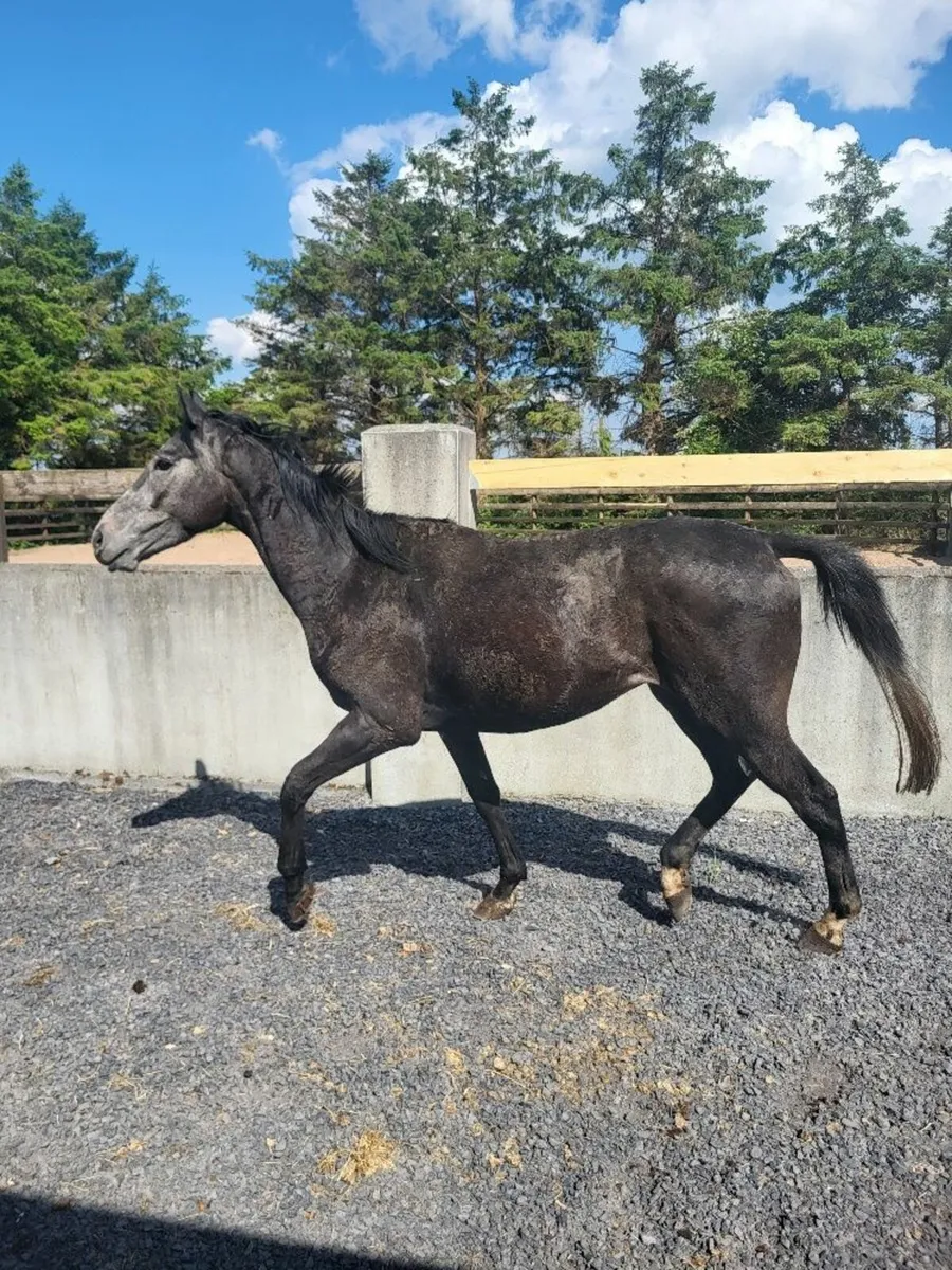 3Year Old Thoroughbred Gelding - Image 3