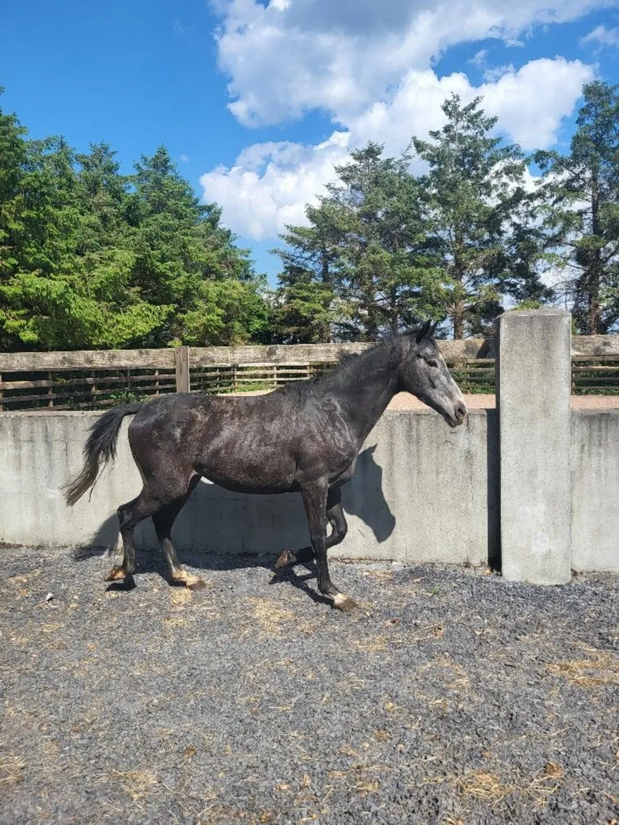 3Year Old Thoroughbred Gelding - Image 4