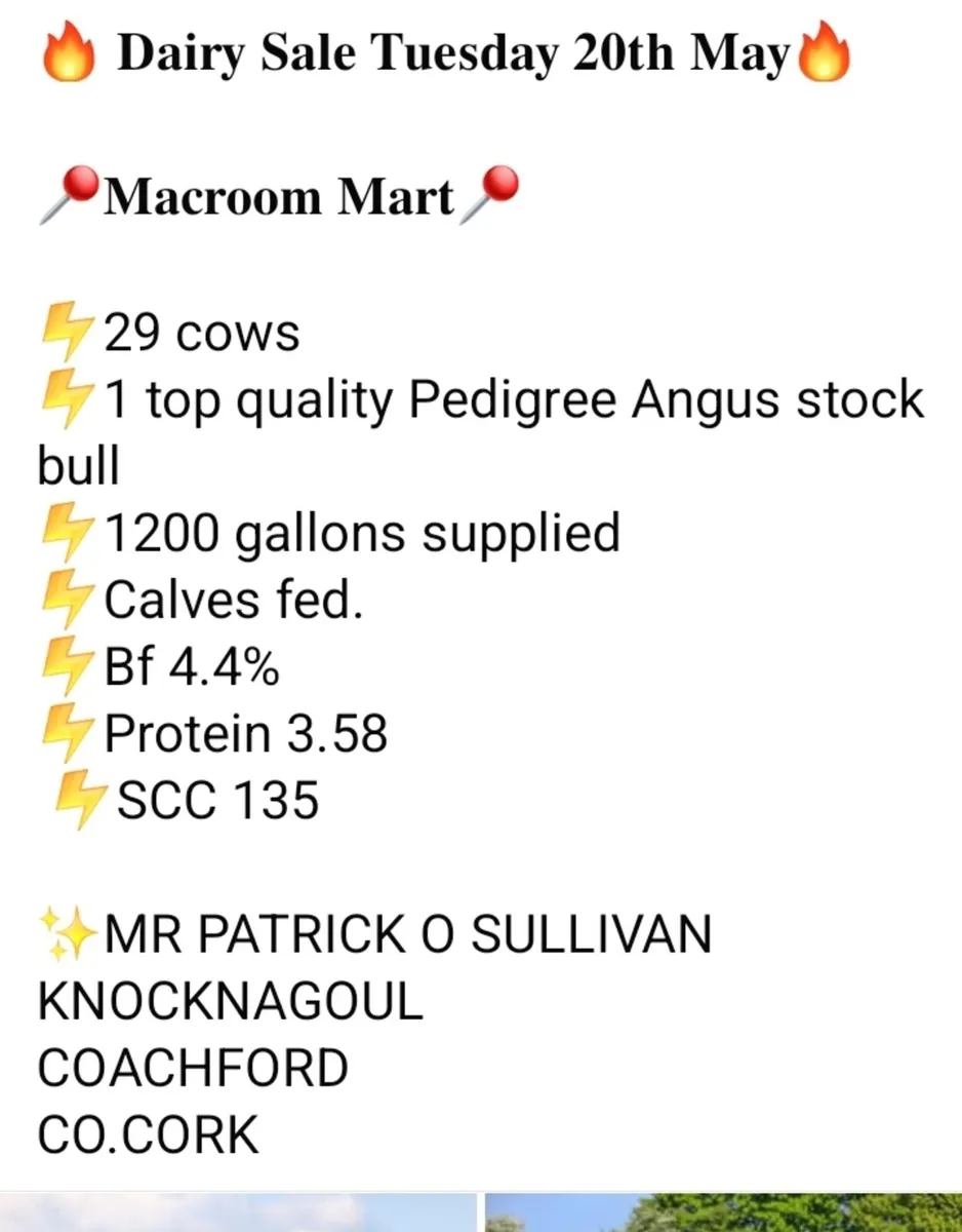 Macroom Mart Dairy sale 20th May - Image 1
