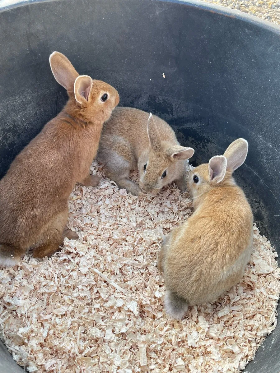 Rabbits for sale - Image 1
