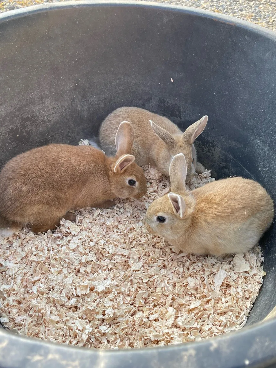 Rabbits for sale - Image 2