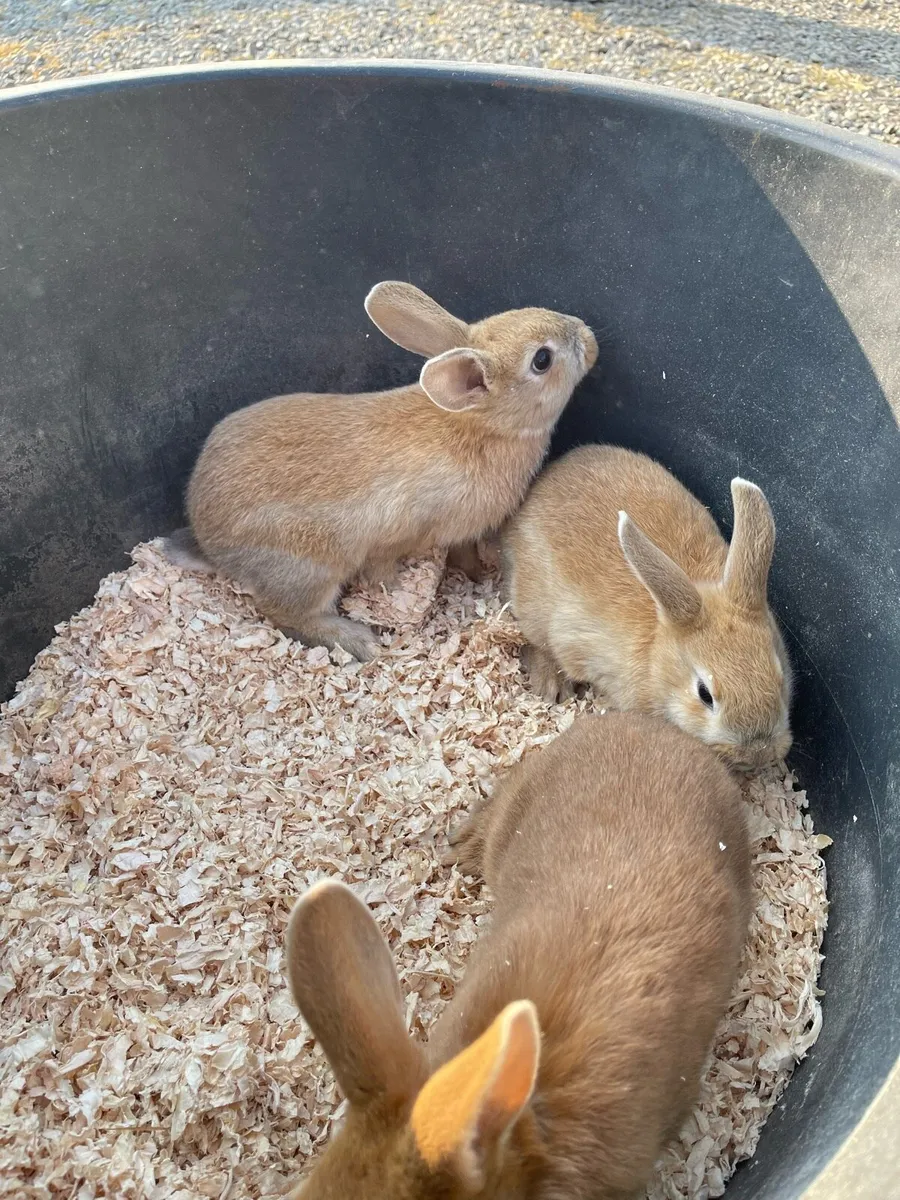 Rabbits for sale - Image 3