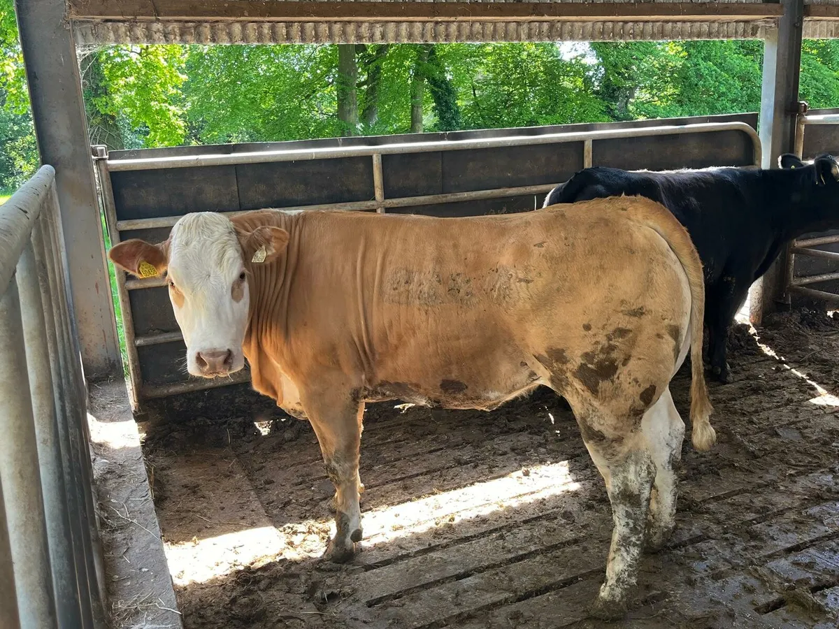 62 beef cattle Enniscorthy Mart - Image 1