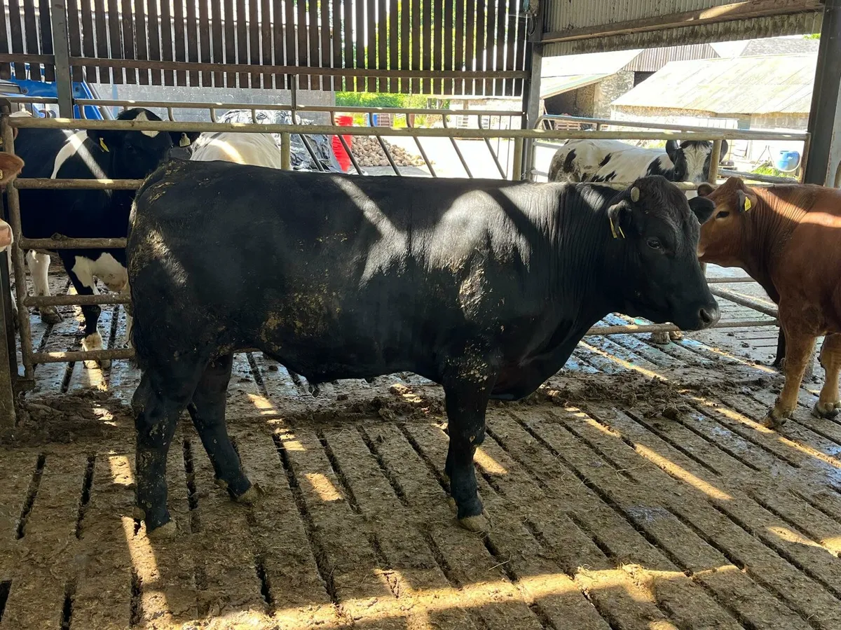 62 beef cattle Enniscorthy Mart - Image 2