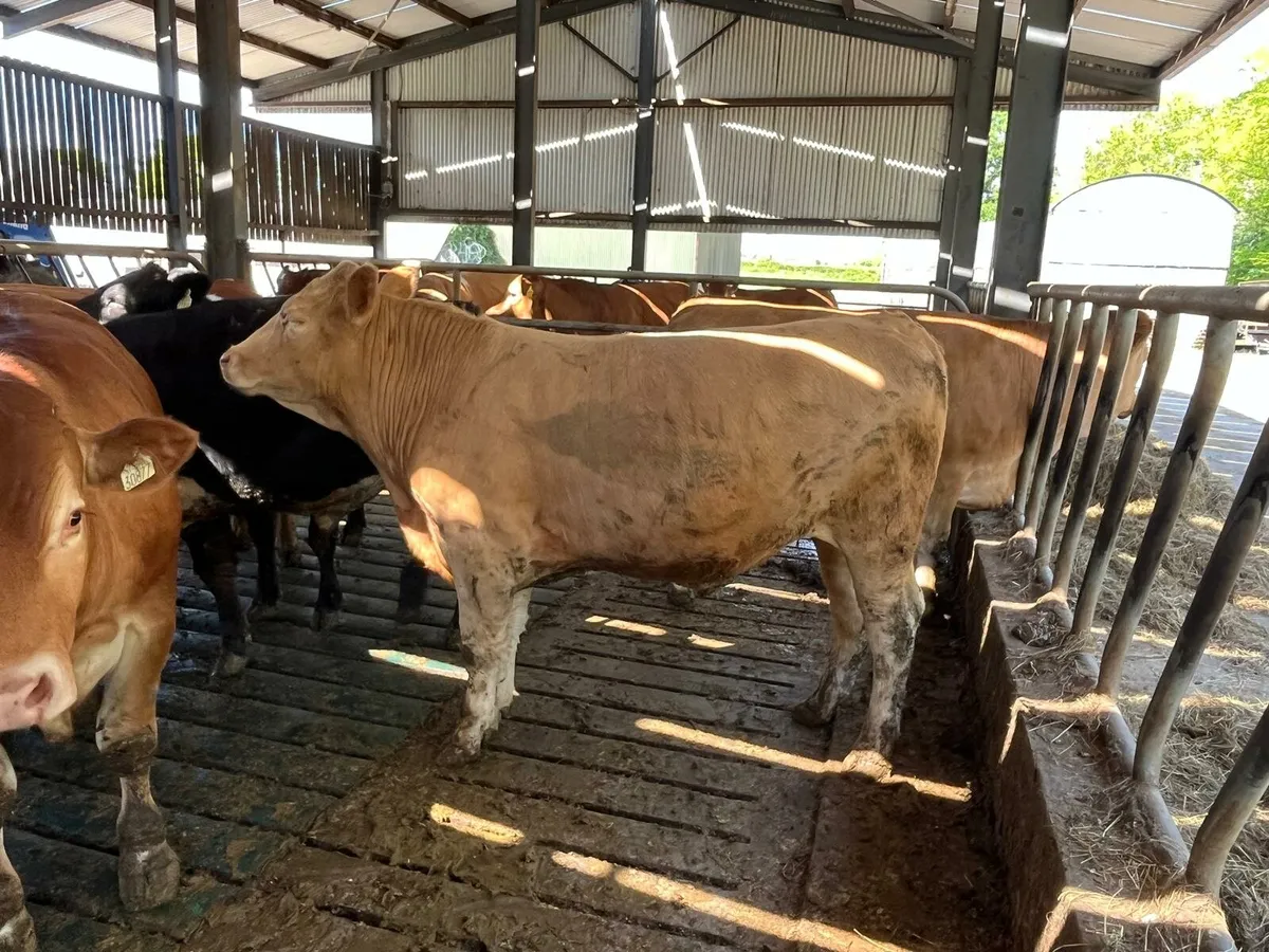 62 beef cattle Enniscorthy Mart - Image 3
