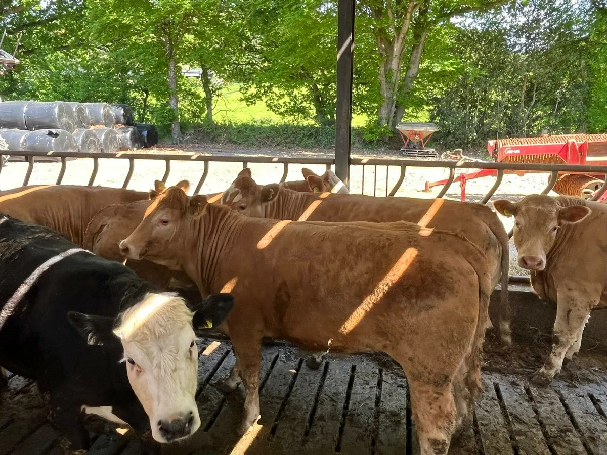 62 beef cattle Enniscorthy Mart - Image 4