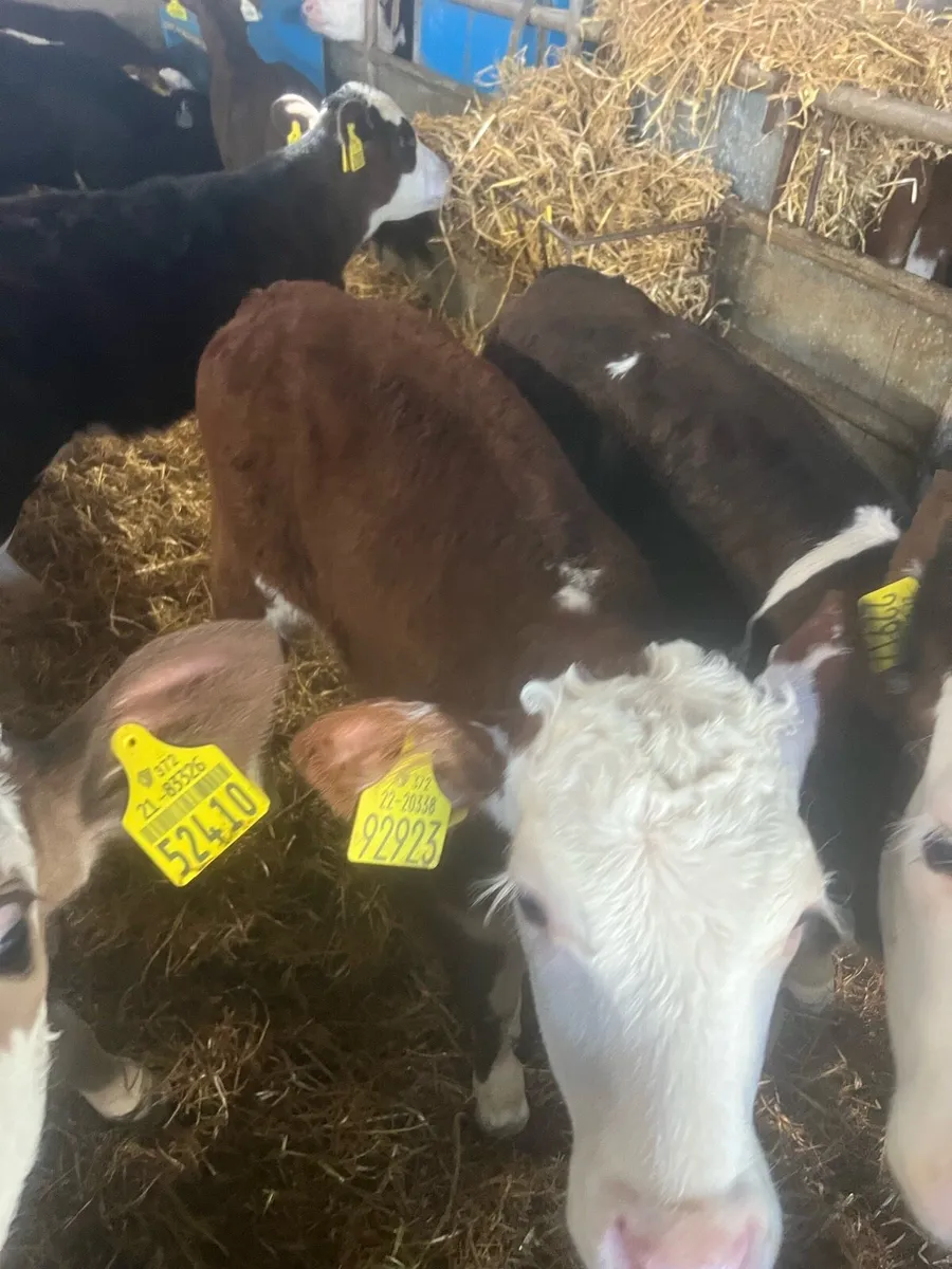 Continental heifer calf’s for sale - Image 2