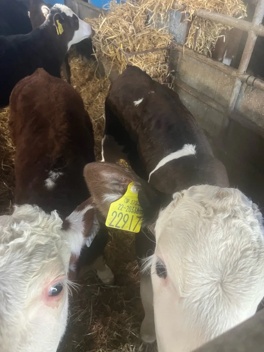 Continental heifer calf’s for sale - Image 3