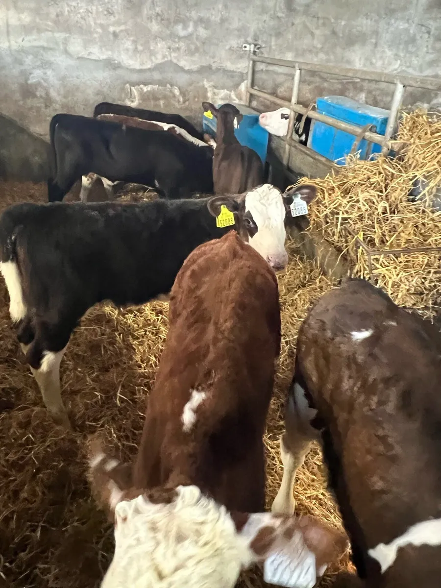 Continental heifer calf’s for sale - Image 4