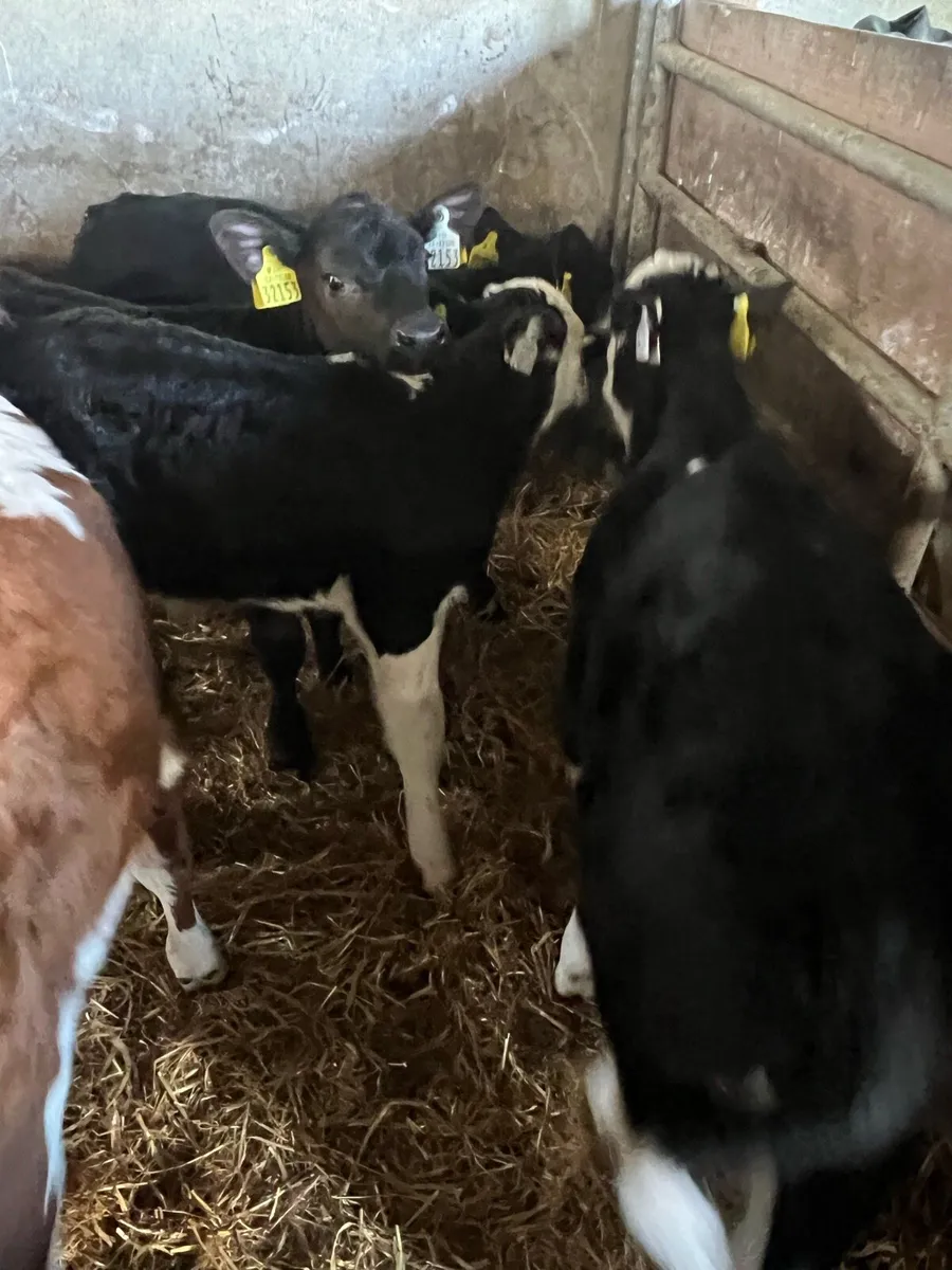 Strong bull calfs for sale - Image 1