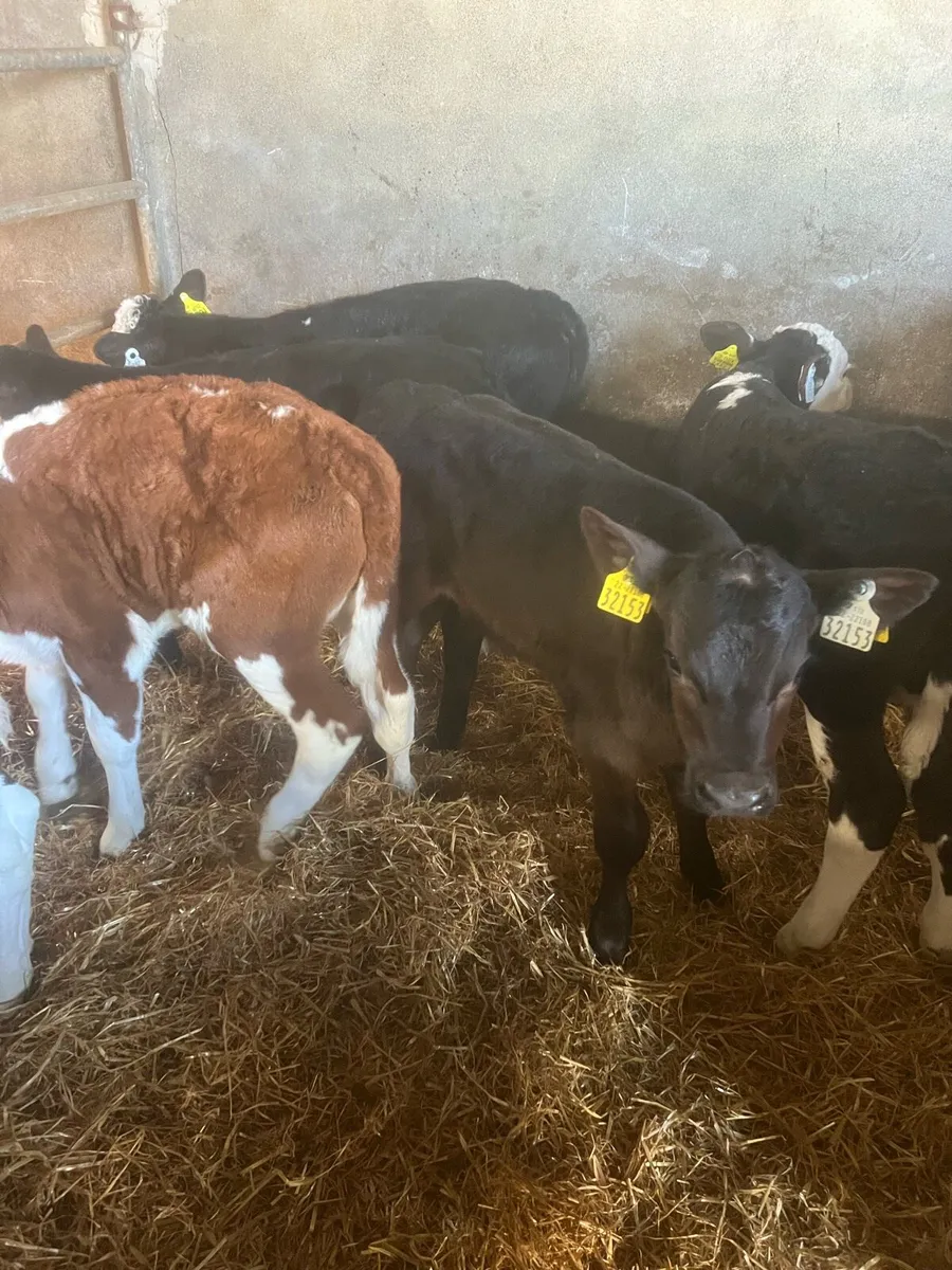 Strong bull calfs for sale - Image 3