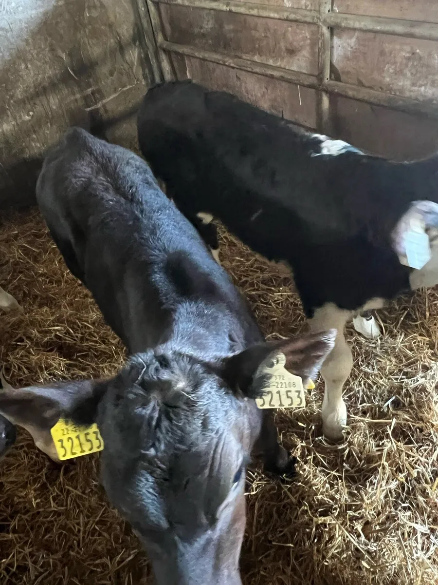 Strong bull calfs for sale - Image 4
