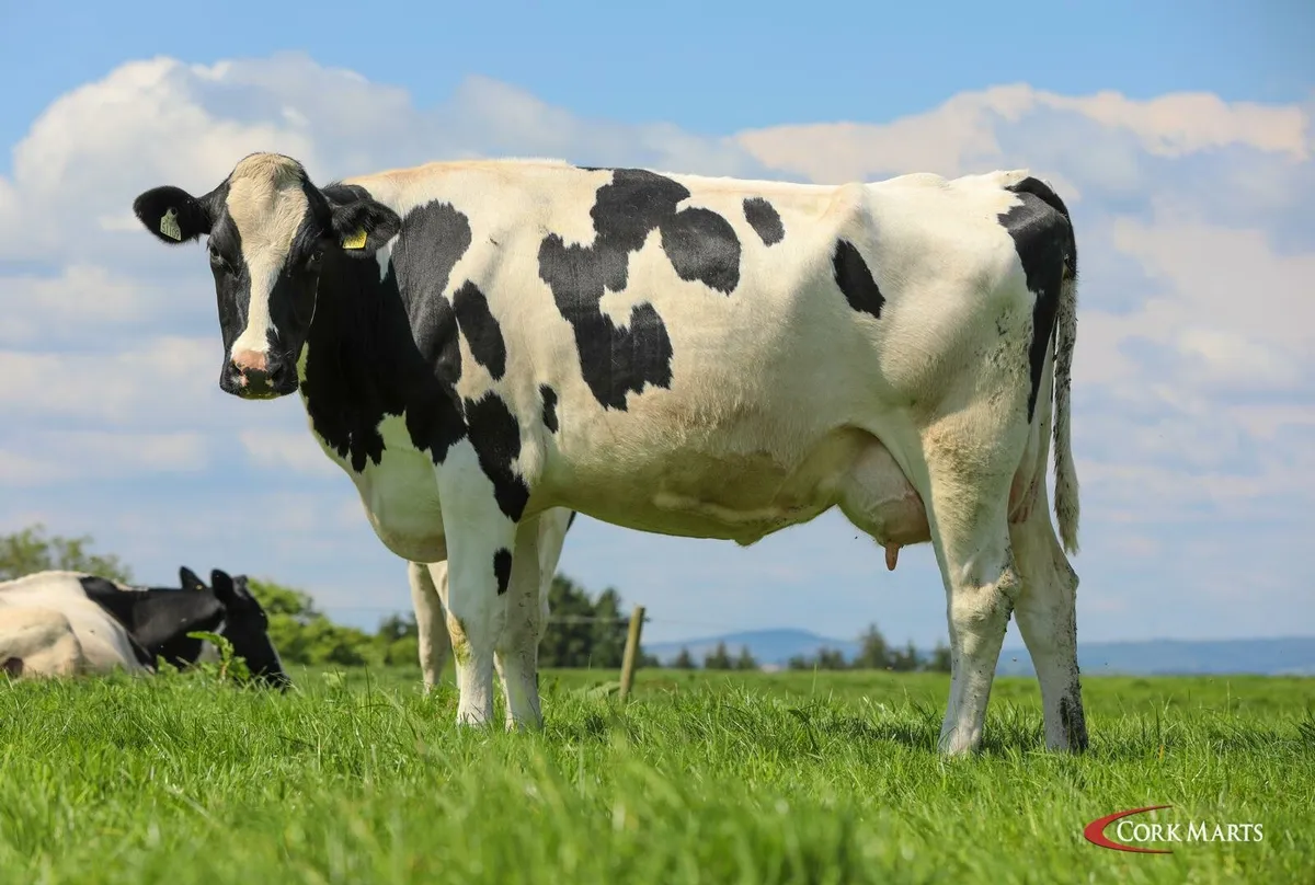 Macroom Mart Dairy sale 20th May - Image 2