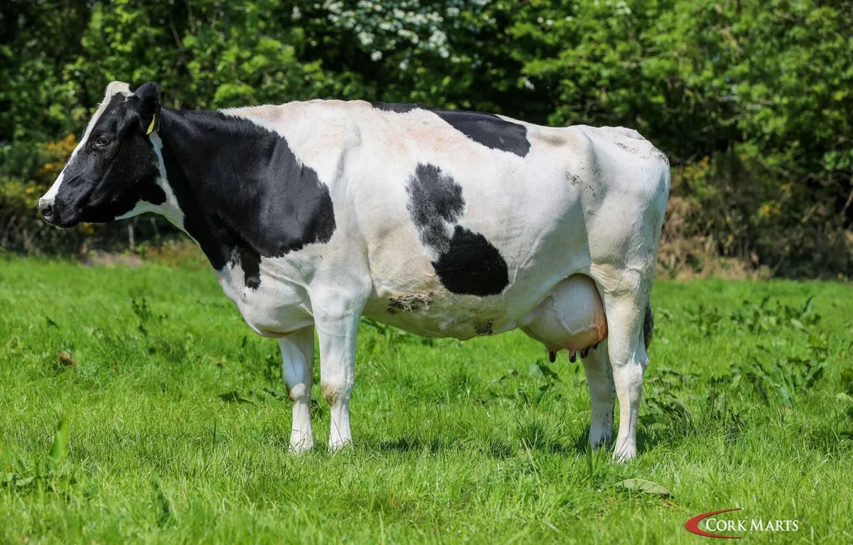 Macroom Mart Dairy sale 20th May - Image 4