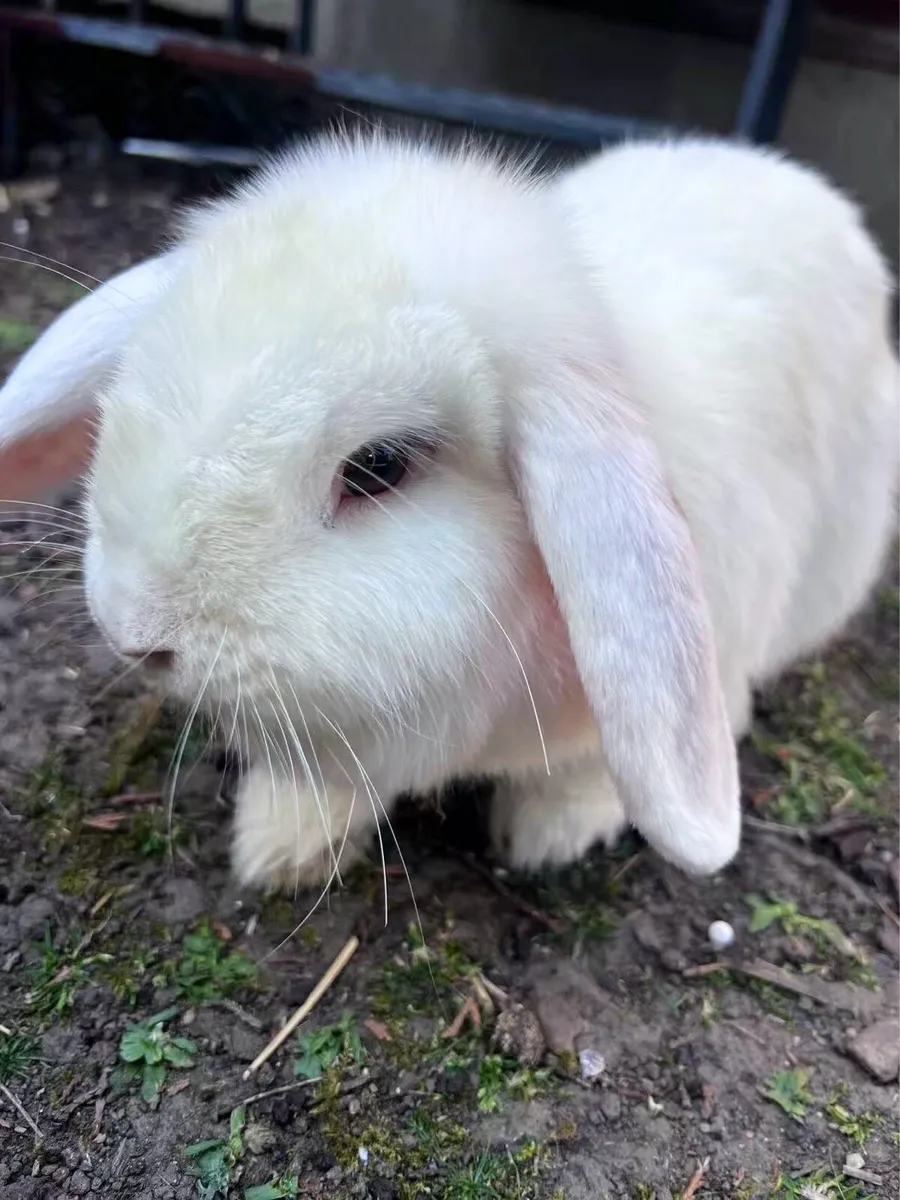 lop-eared rabbit - Image 1