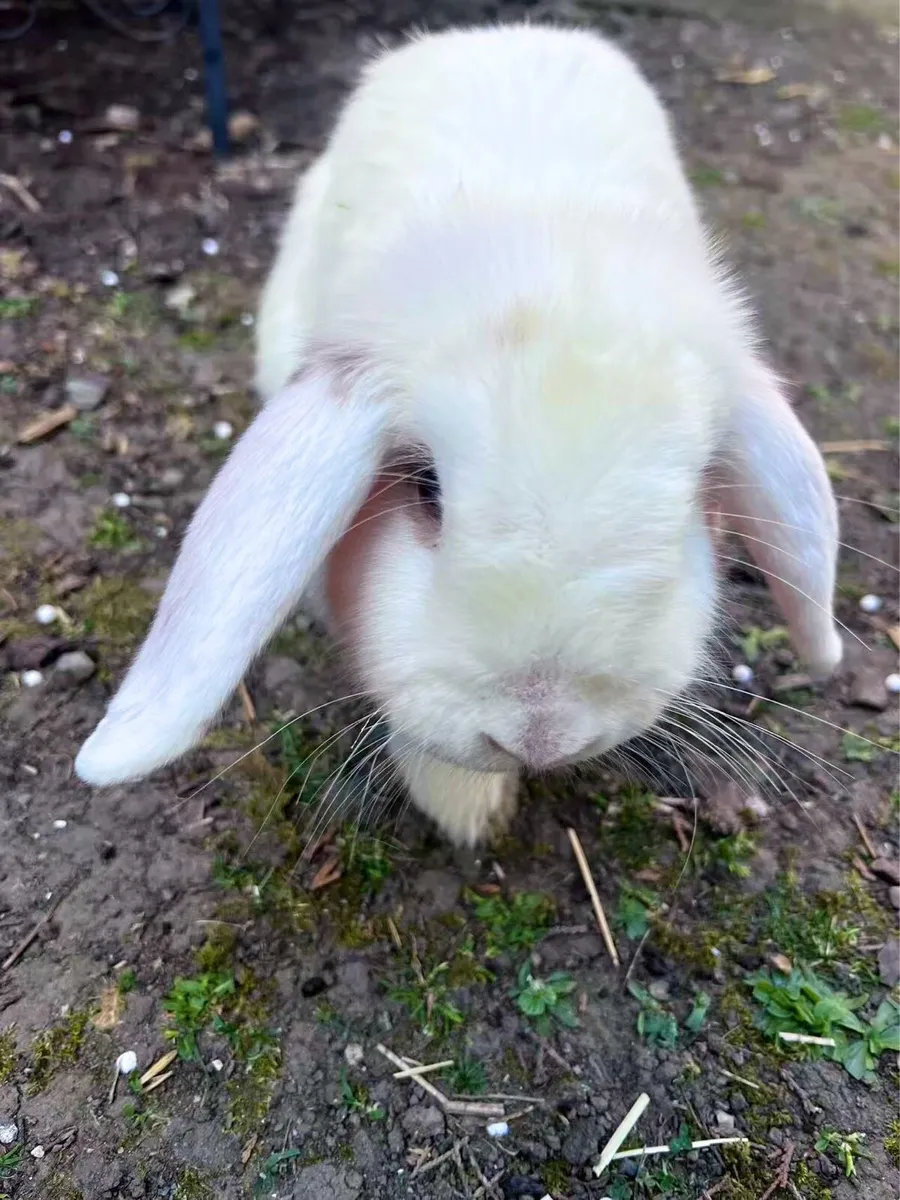 lop-eared rabbit - Image 3