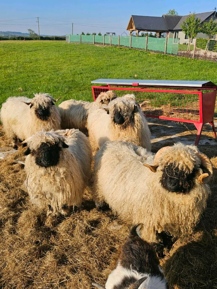 Valais Blacknose  Flock - Image 1