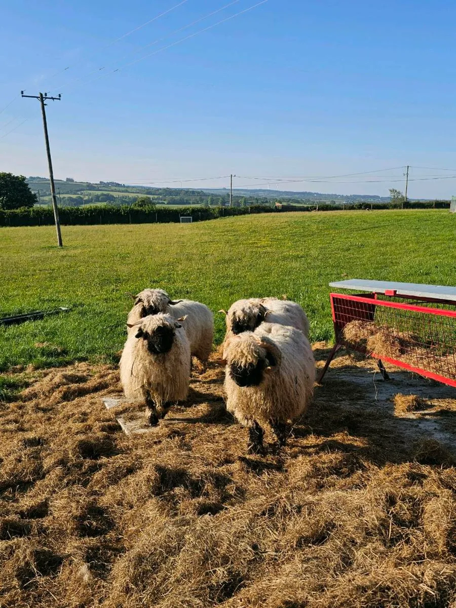 Valais Blacknose  Flock - Image 2