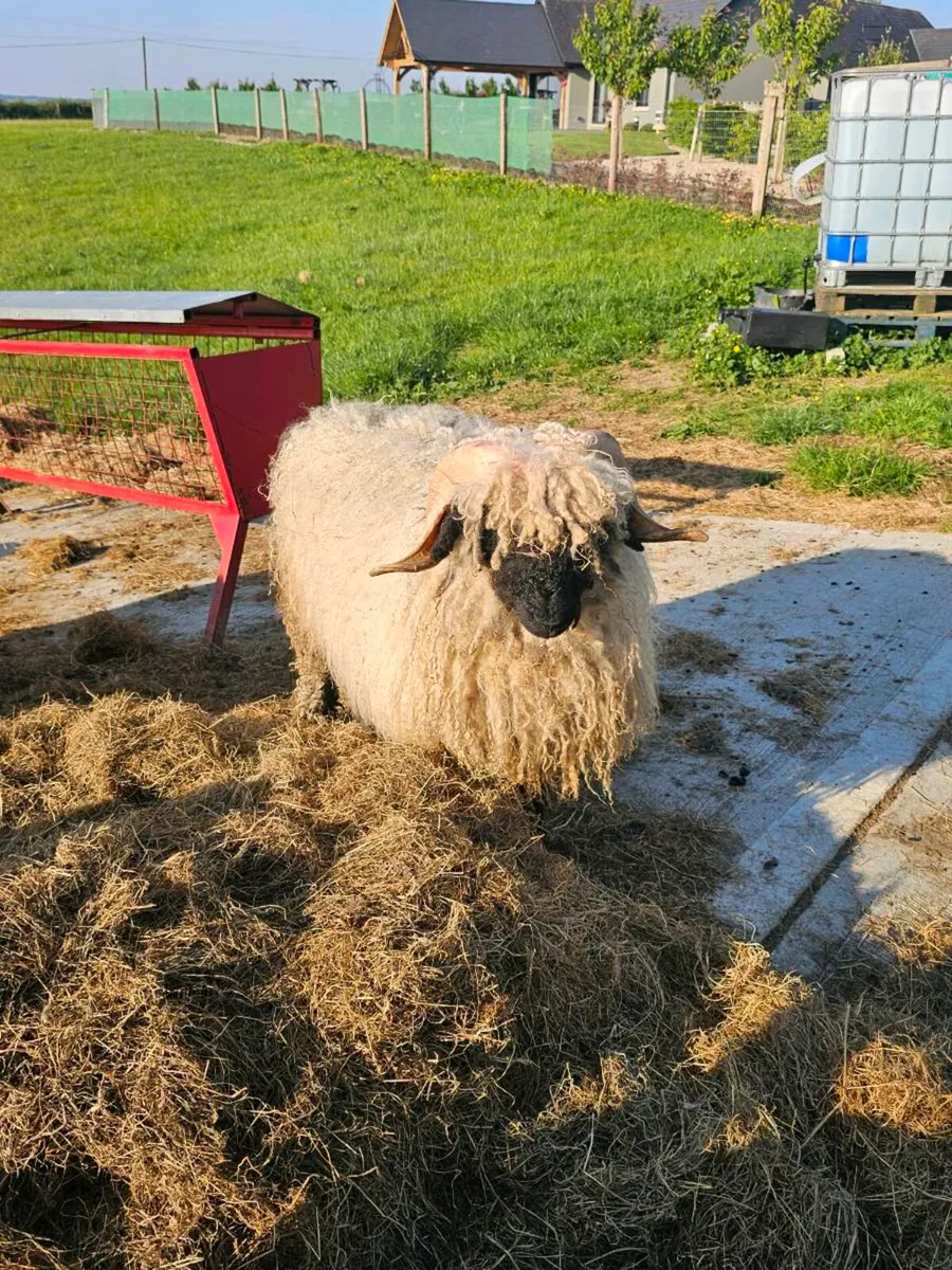 Valais Blacknose  Flock - Image 3