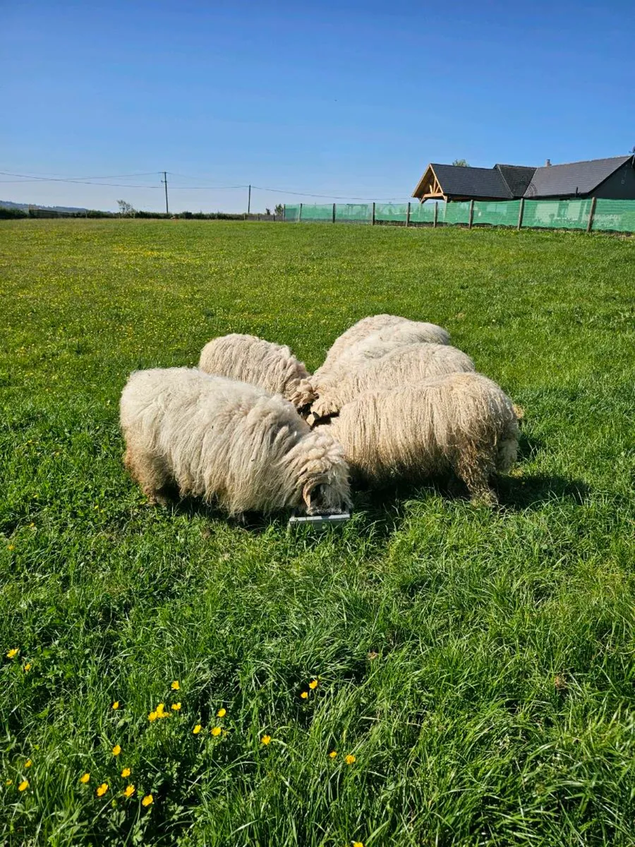 Valais Blacknose  Flock - Image 4
