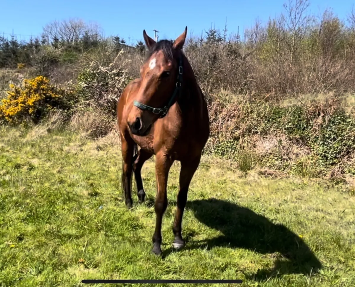 Horse, 3 yo gelding, tb - Image 2