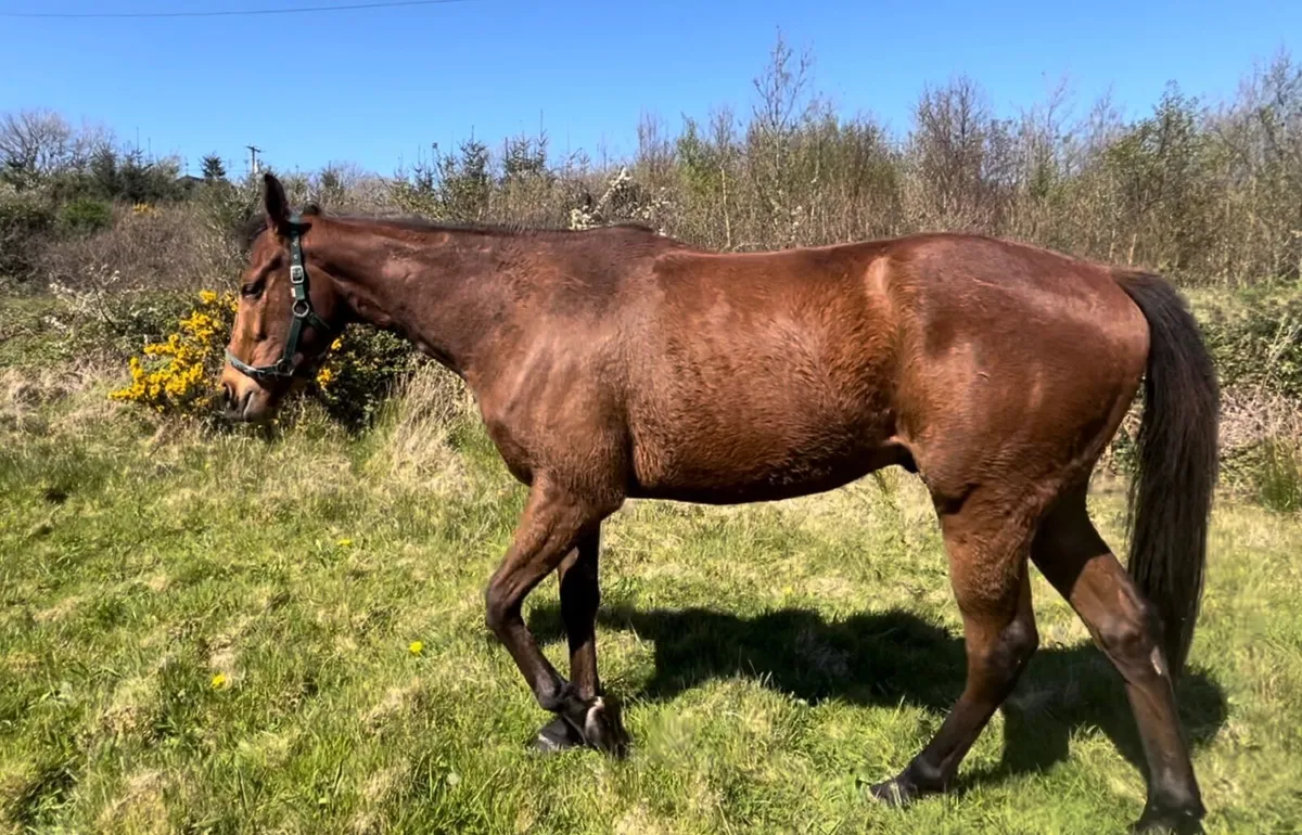 Horse, 3 yo gelding, tb - Image 3