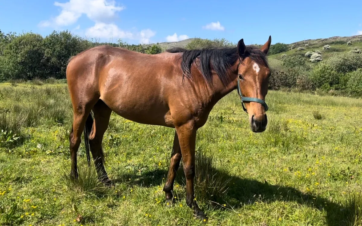 Horse, 3 yo gelding, tb - Image 4