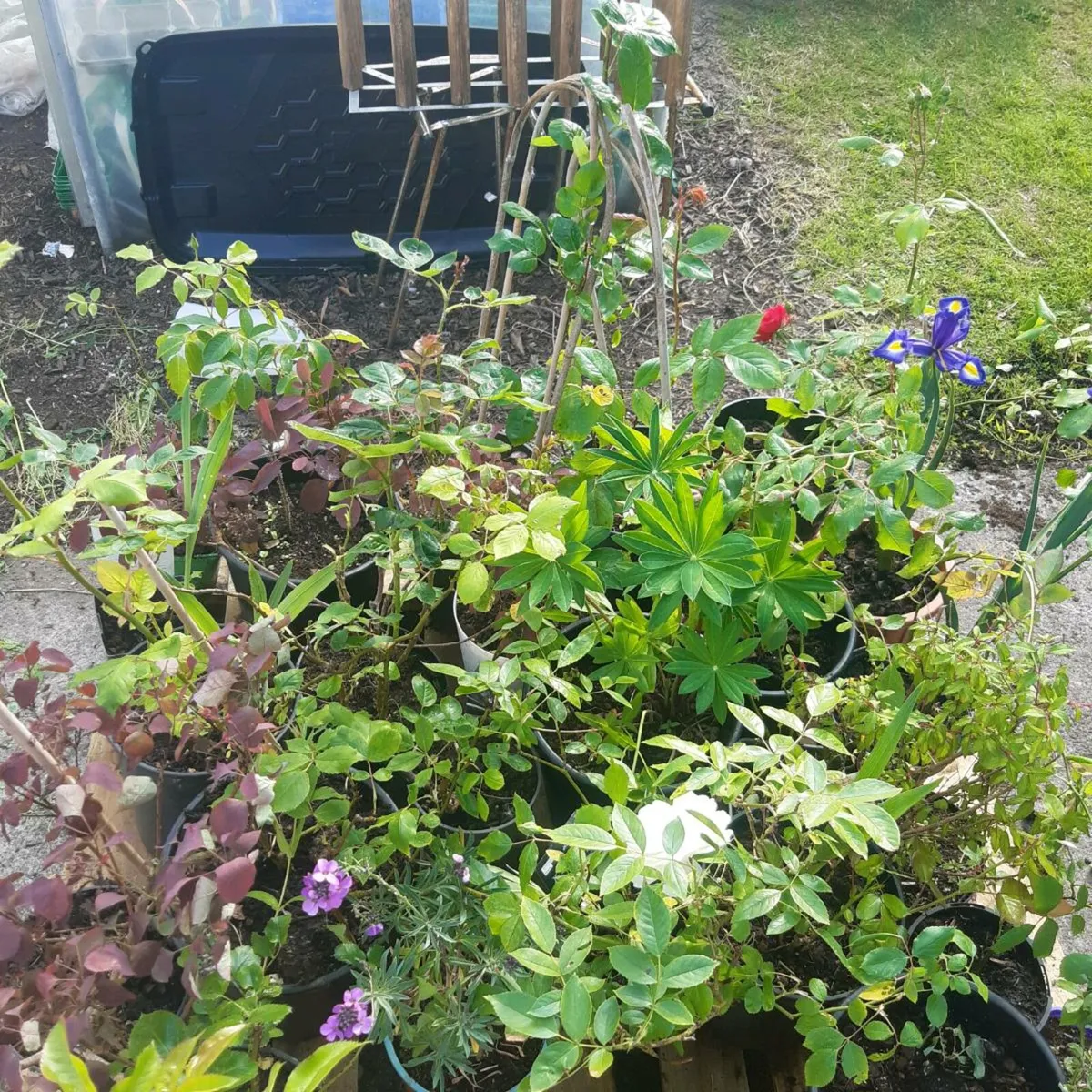 Flowers - Image 4