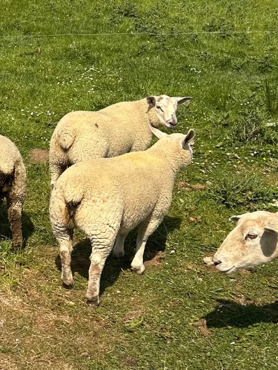 Top Quality Lambs for Sale - Image 2
