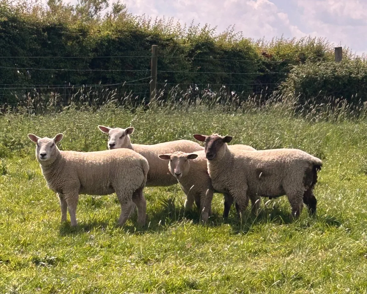 Top Quality Lambs for Sale - Image 3