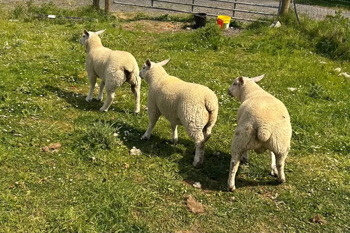 Top Quality Lambs for Sale - Image 4
