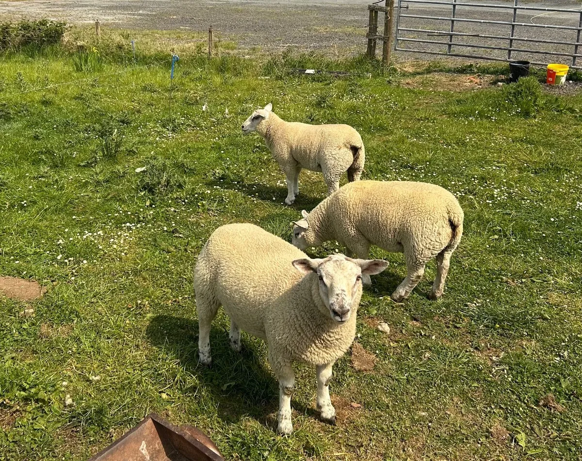 Top Quality Lambs for Sale - Image 1