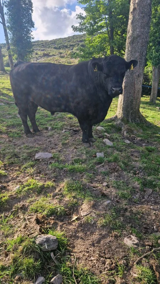 AA Bull - Image 1