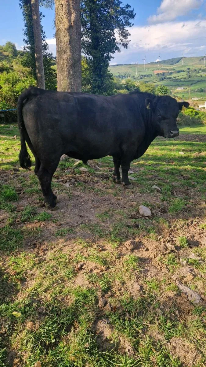 AA Bull - Image 2