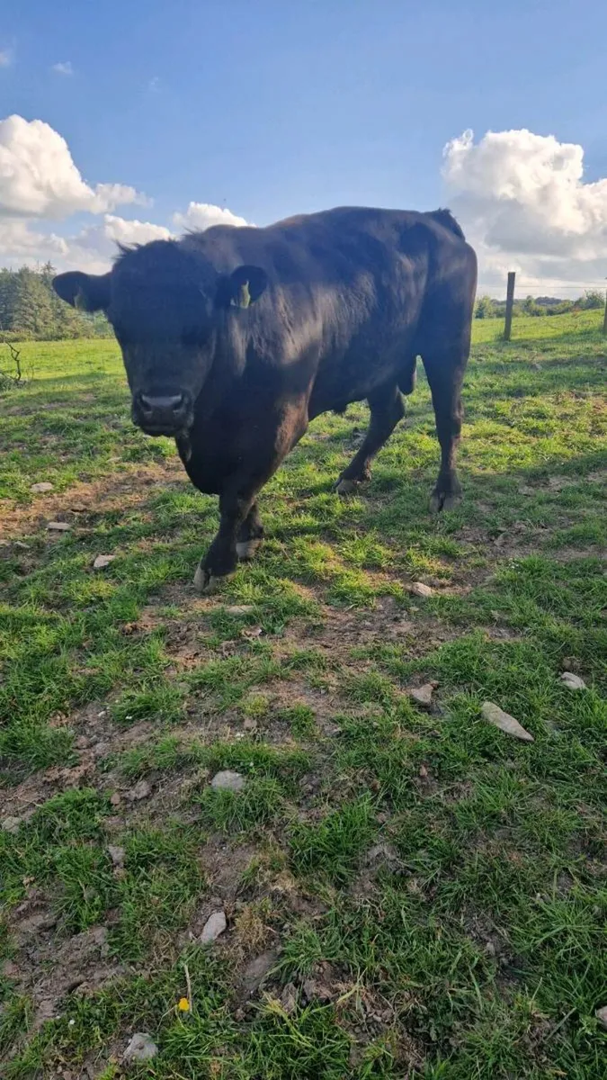 AA Bull - Image 3
