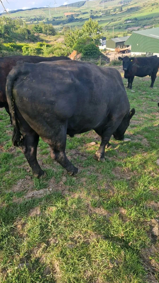 AA Bull - Image 4