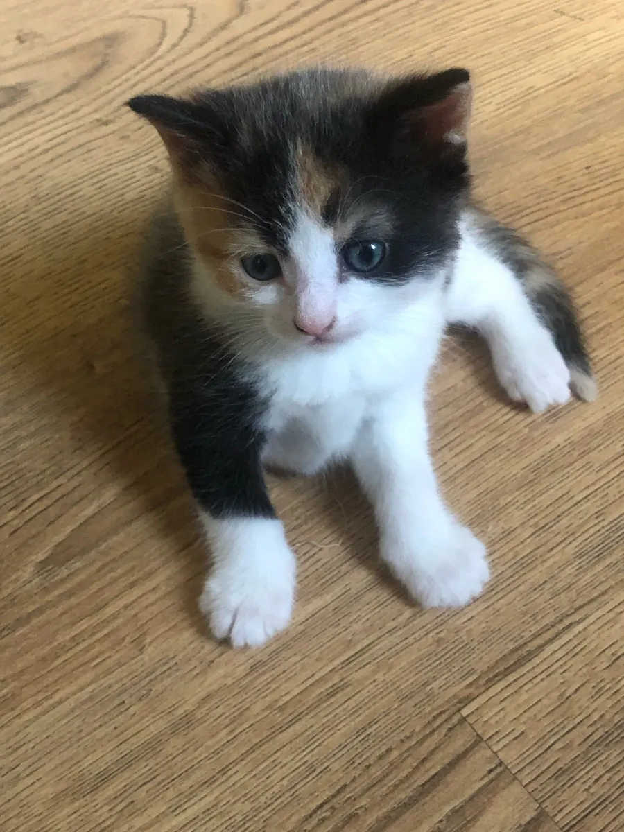 Kittens - Image 1
