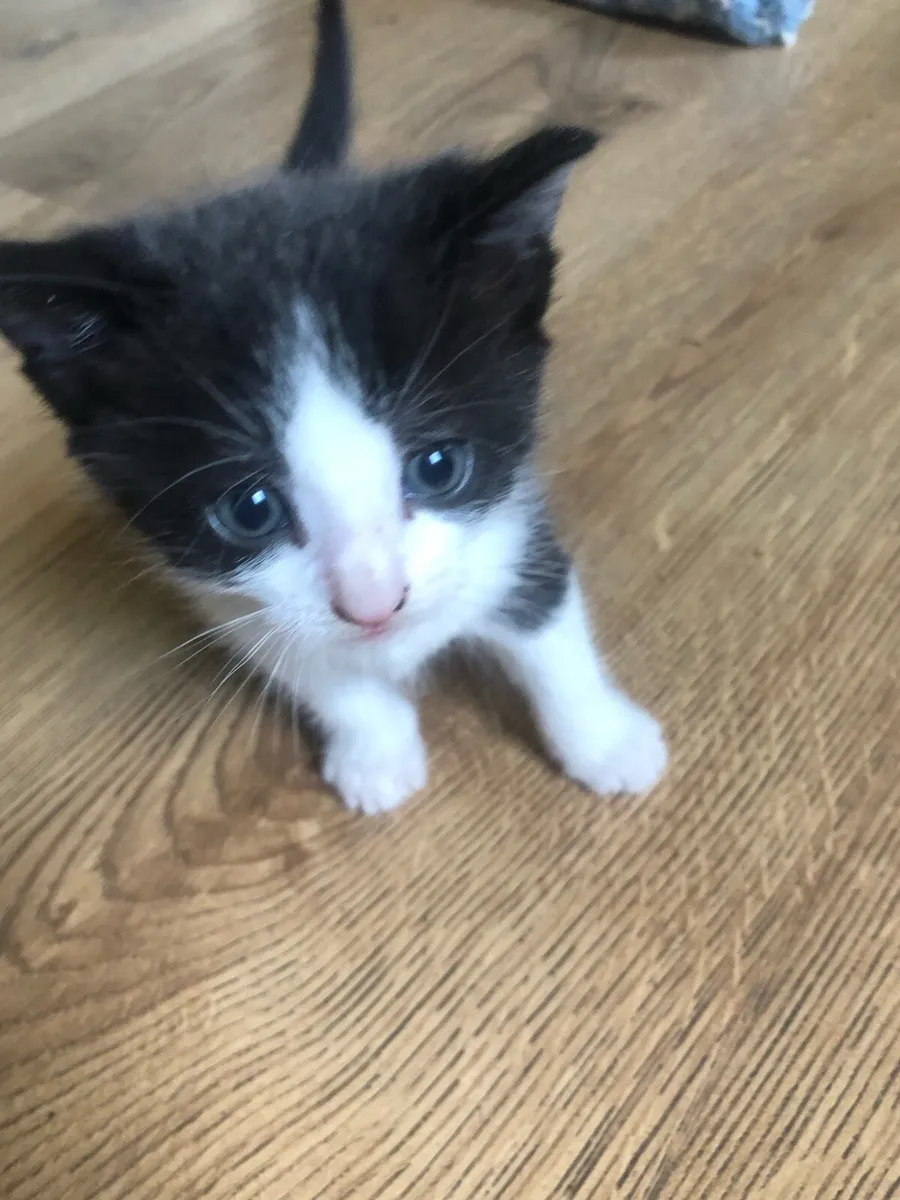 Kittens - Image 2