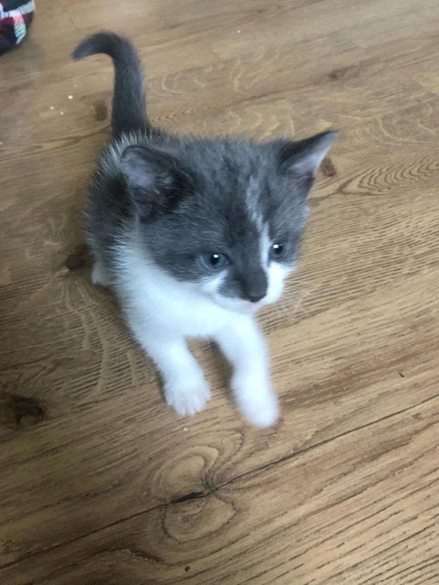 Kittens - Image 3