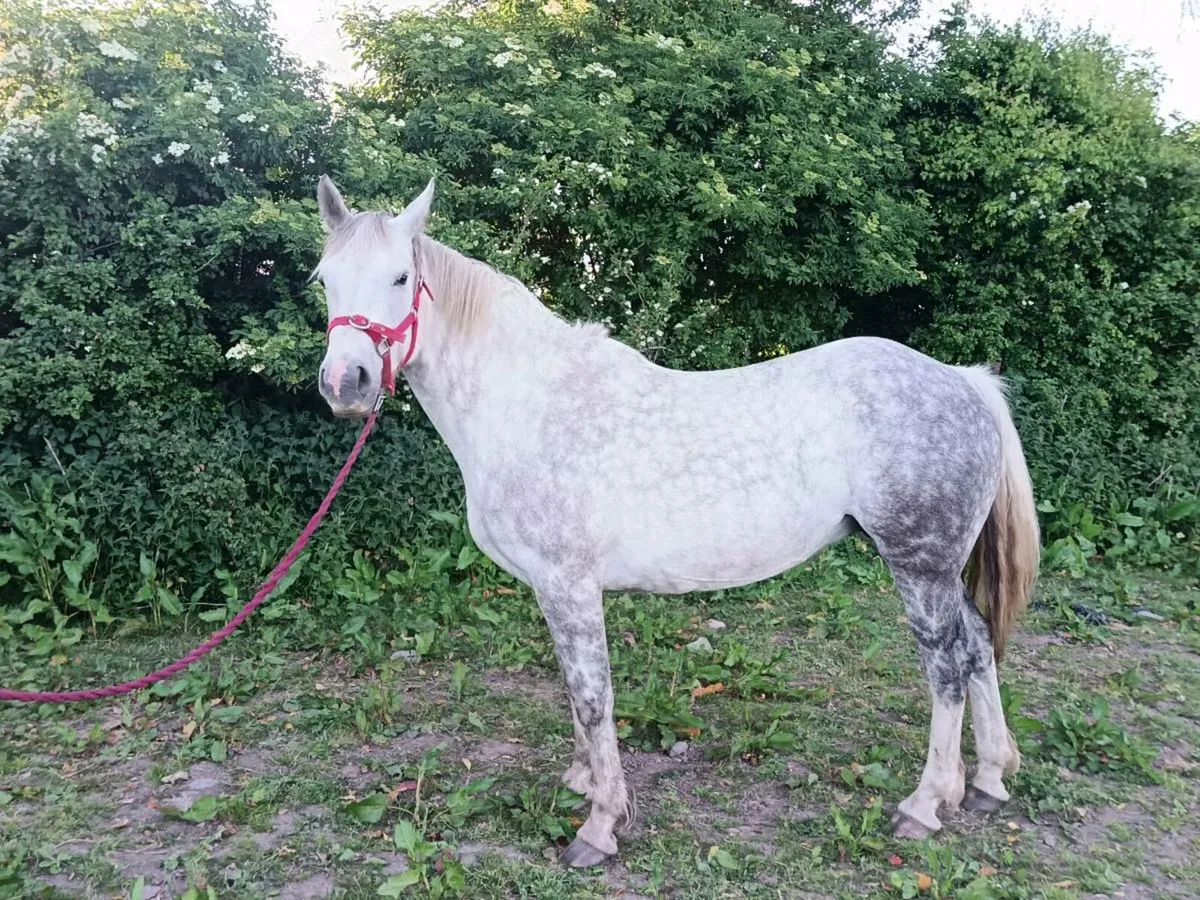 Brood mare - Image 1