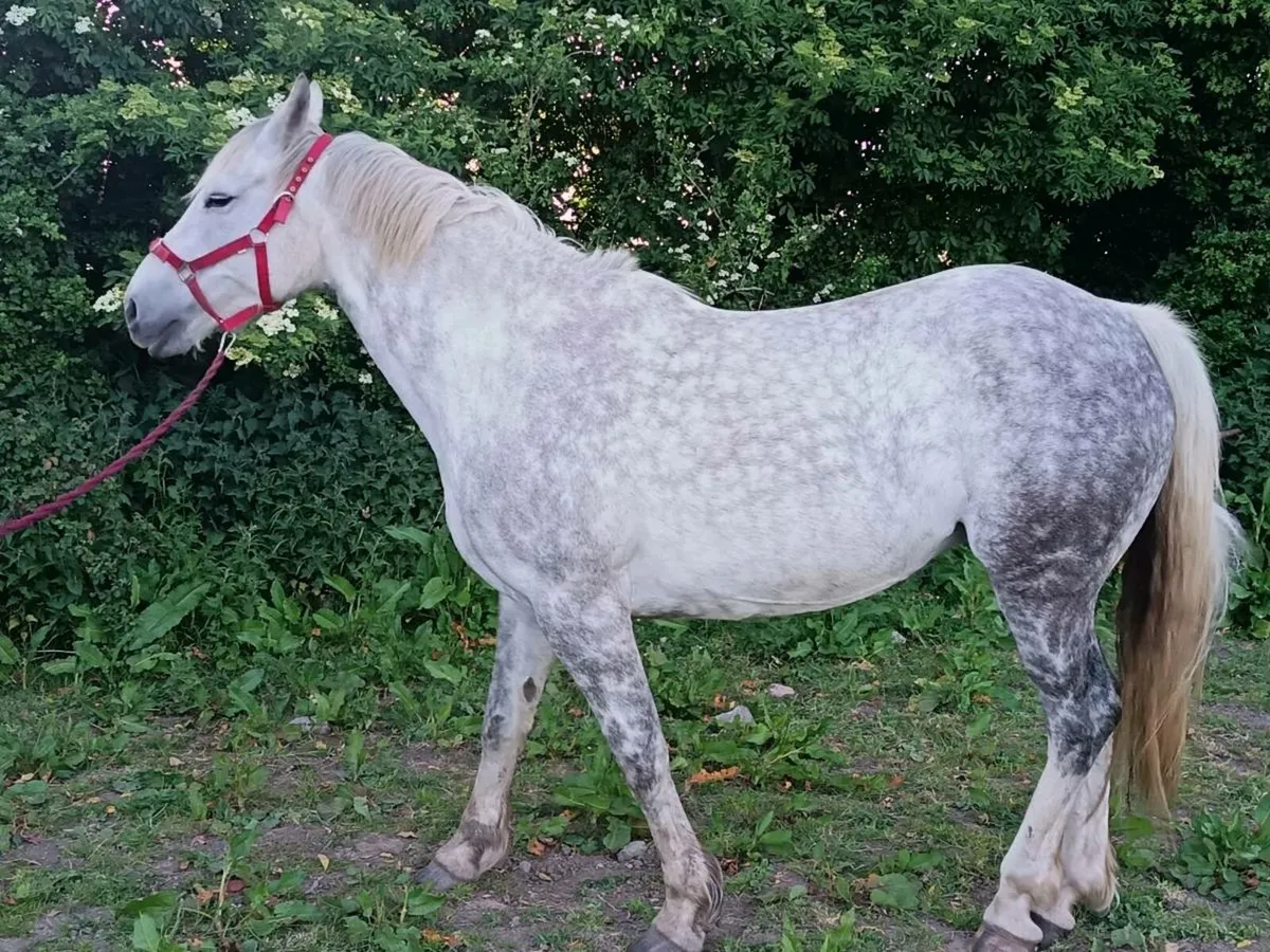 Brood mare - Image 2