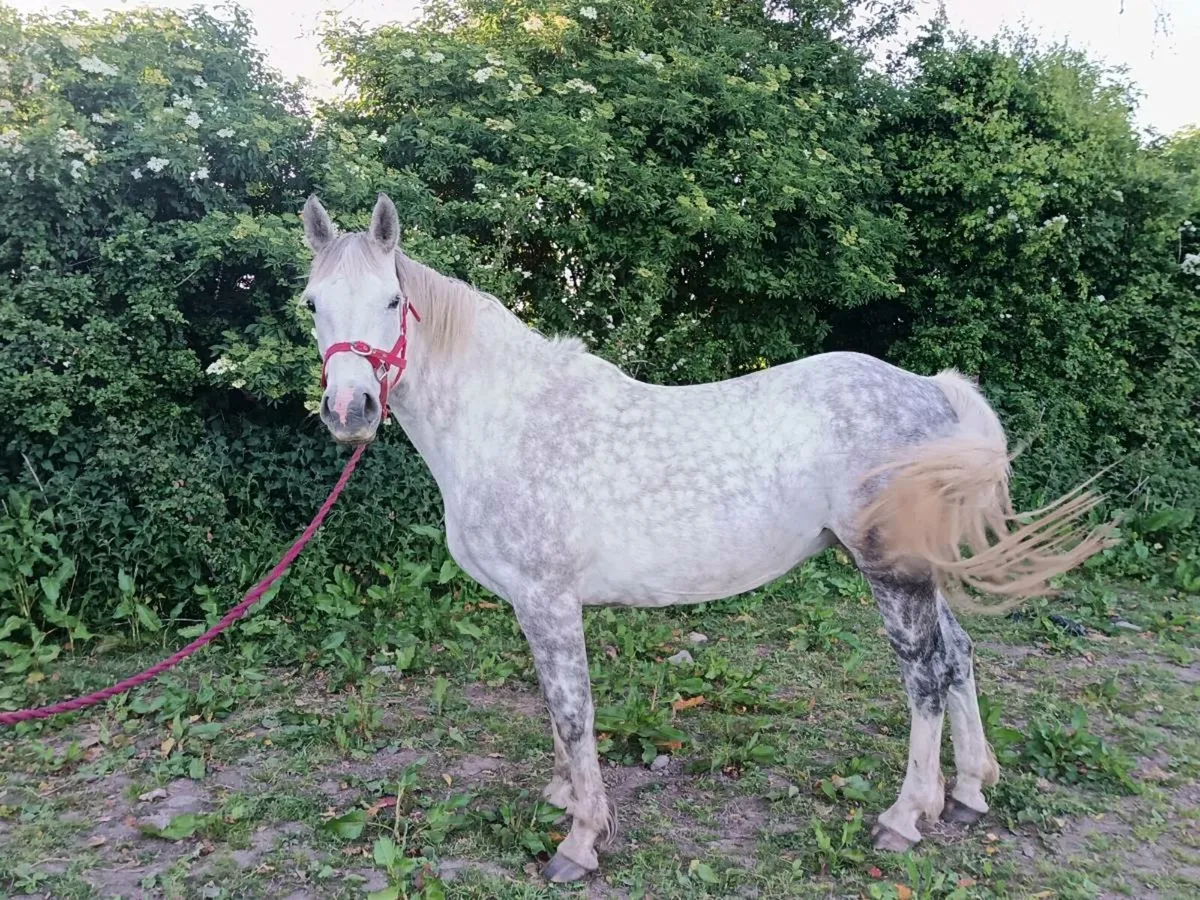 Brood mare - Image 3